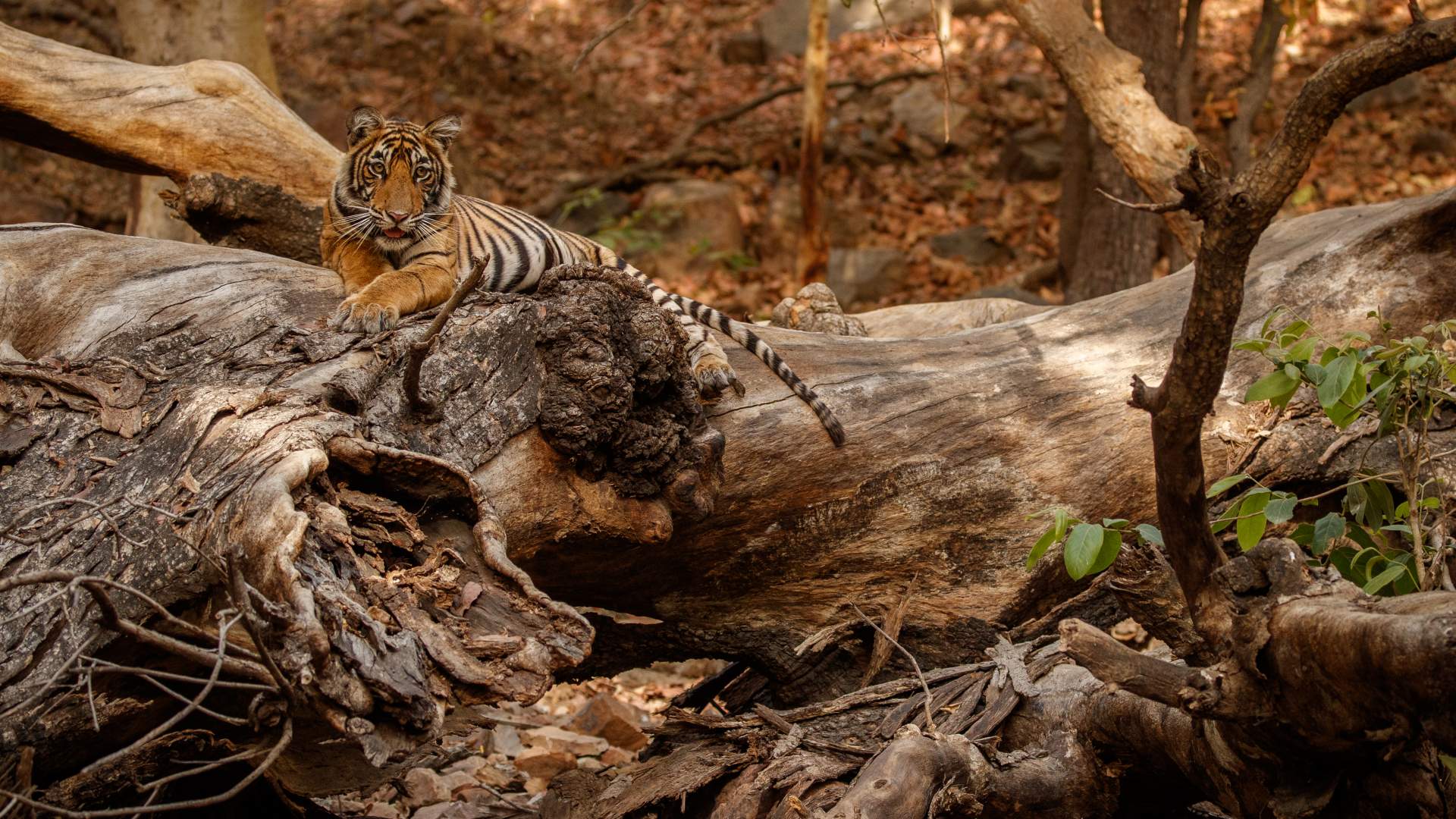 Congreso Sección Ibérica de la EAZWV