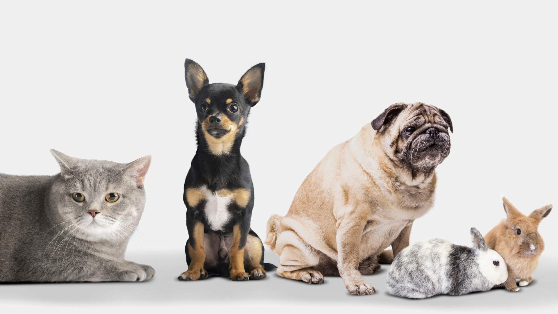 Actualización en diagnóstico y tratamiento de tumores frecuentes en pequeños animales