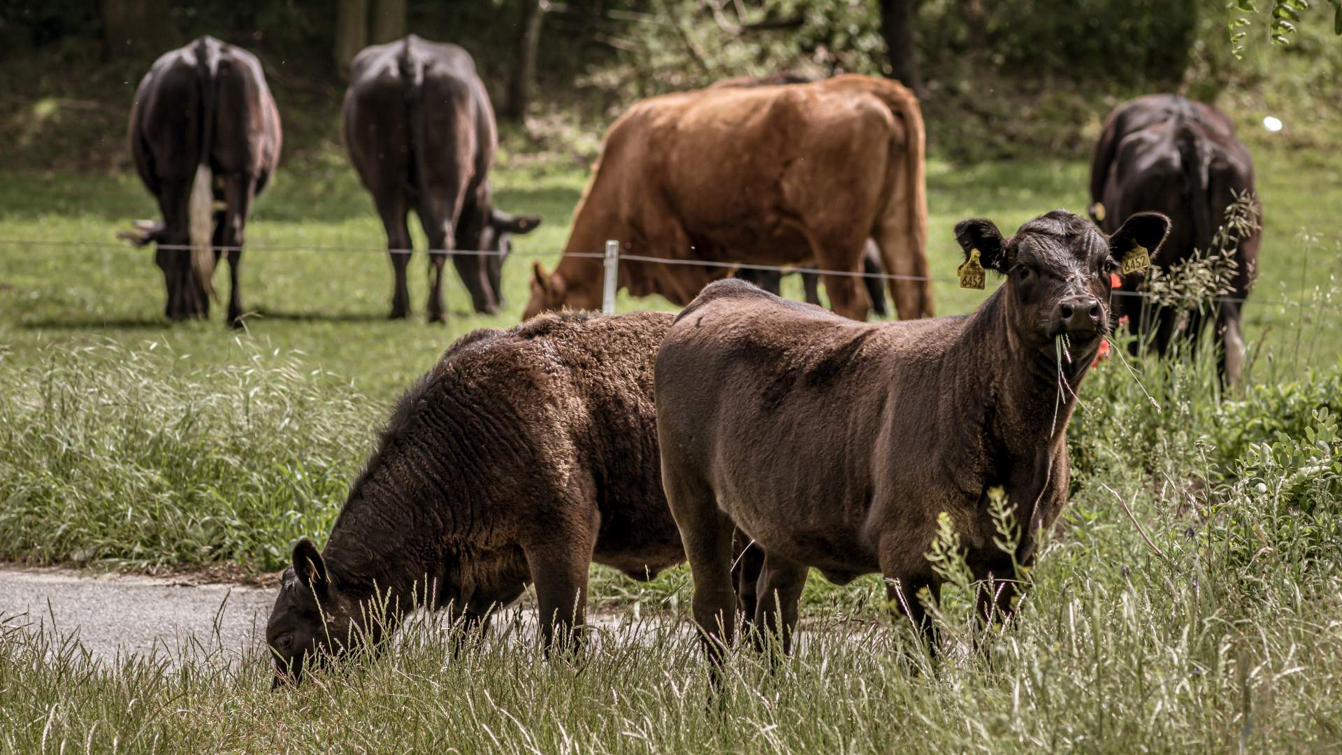 Dermatosis Nodular Contagiosa (DNC)