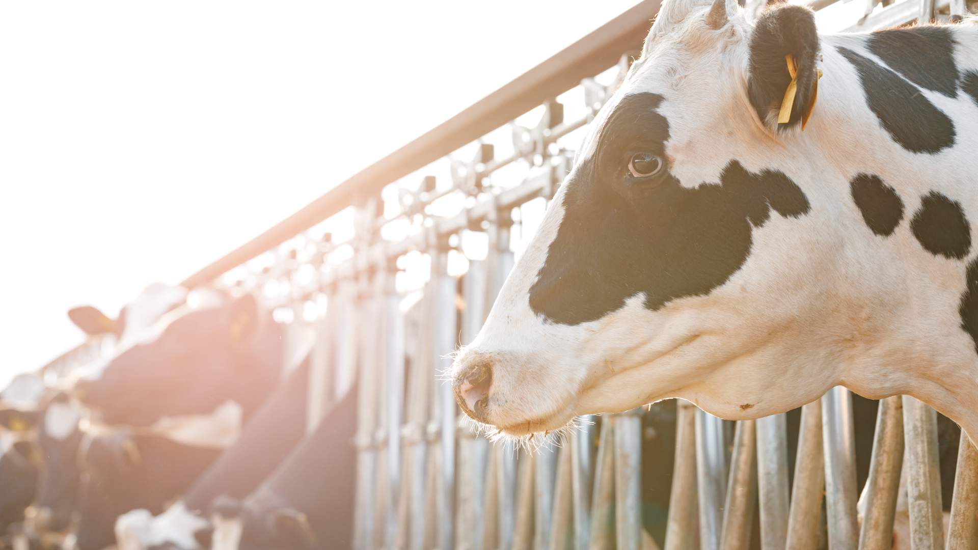 IV ENCUENTROS IBÉRICOS DE CALIDAD DE LECHE