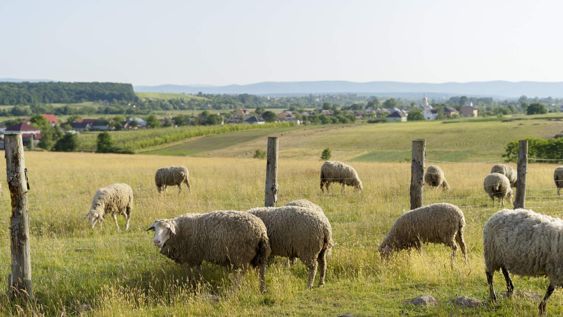 Planificación holística del pastoreo