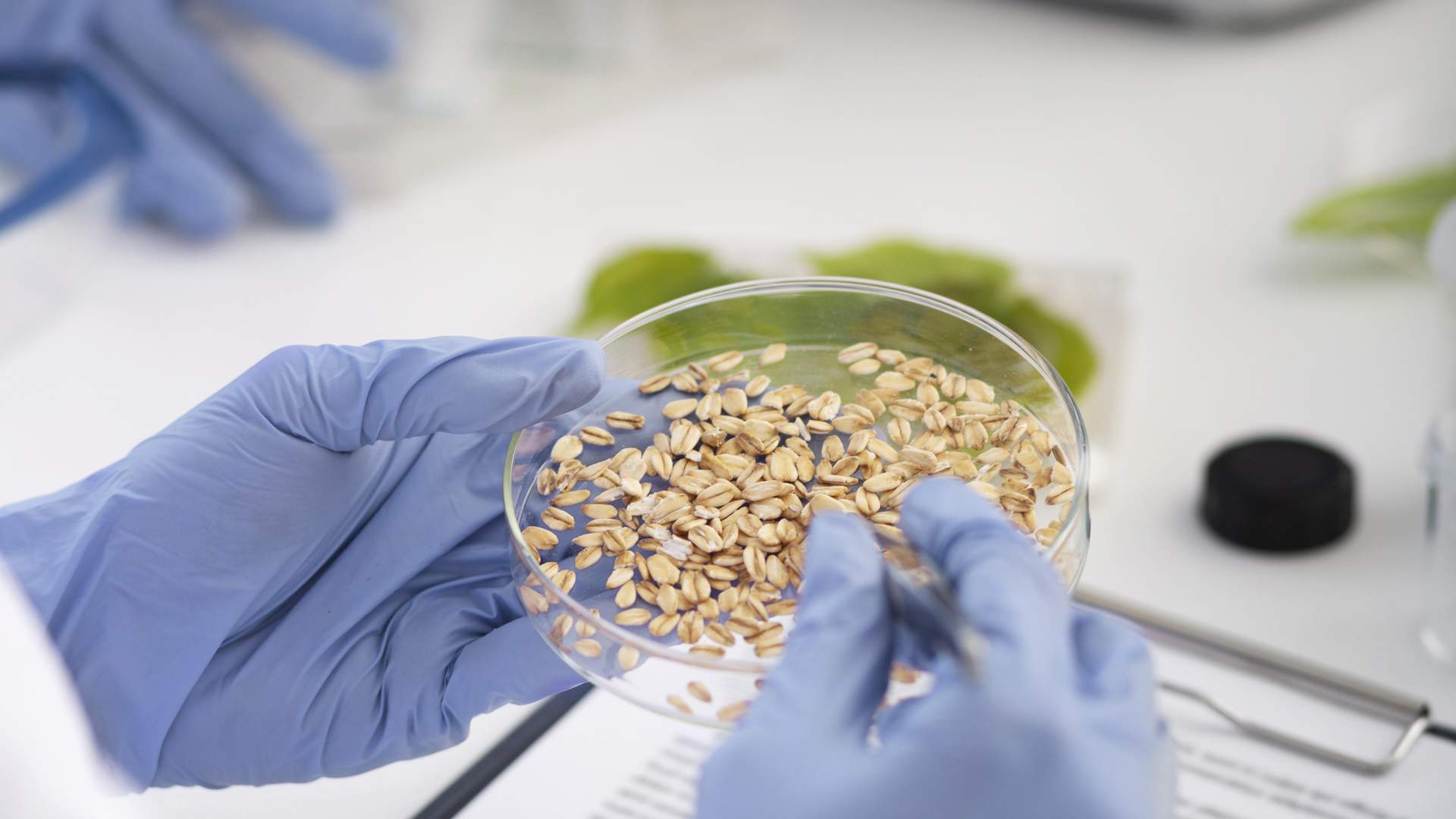 Veterinaria 4.0: aplicaciones de la Inteligencia Artificial en producción y seguridad alimentaria