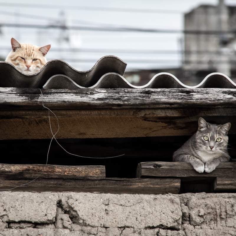 Gestión integral de las colonias felinas urbanas