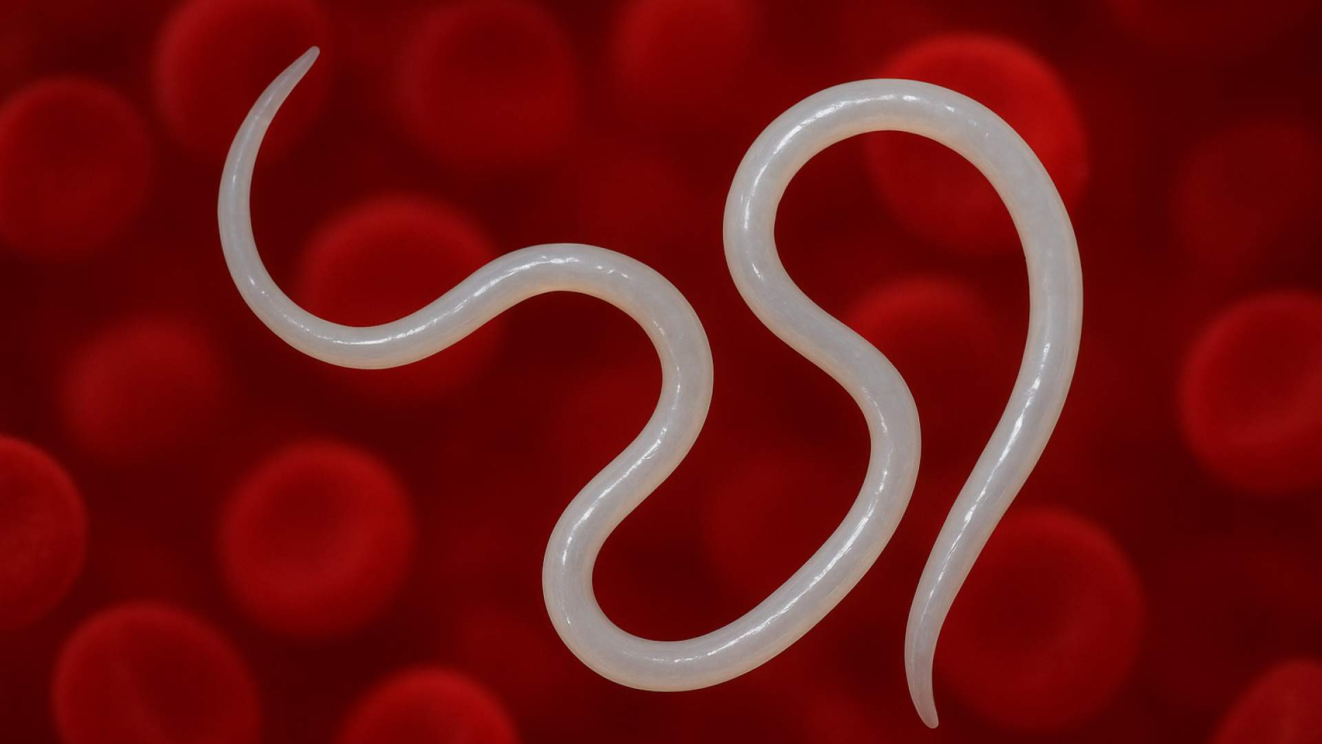 La dirofilariosis, una zoonosis que sigue avanzando: novedades clínicas