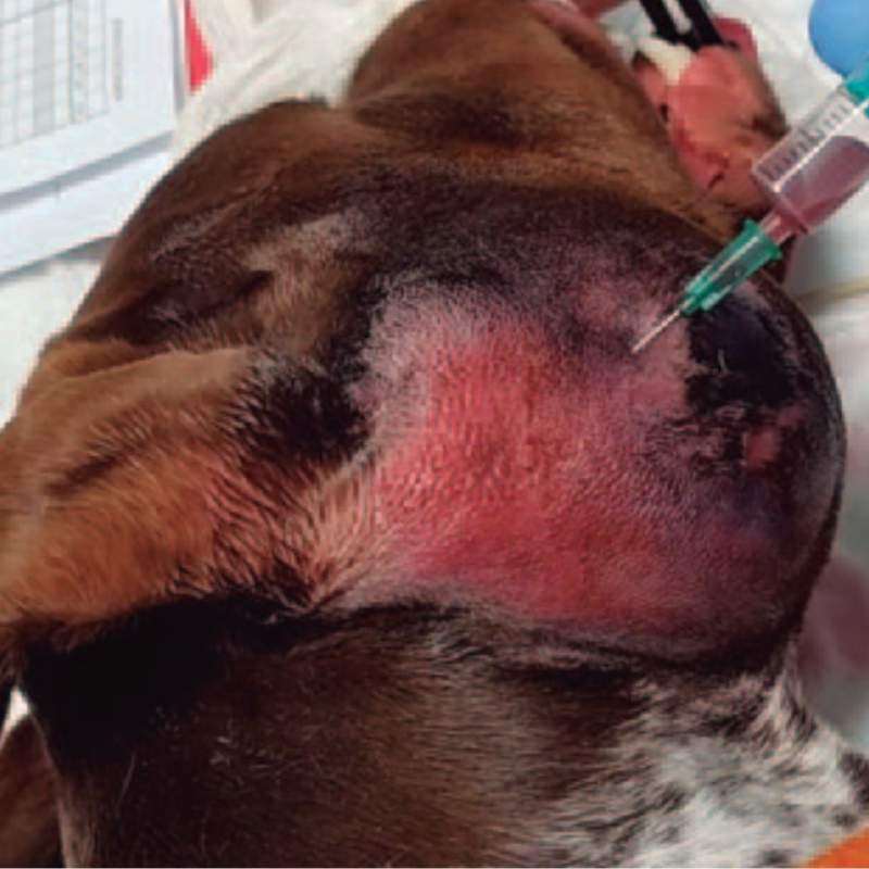 Citología Práctica Veterinaria