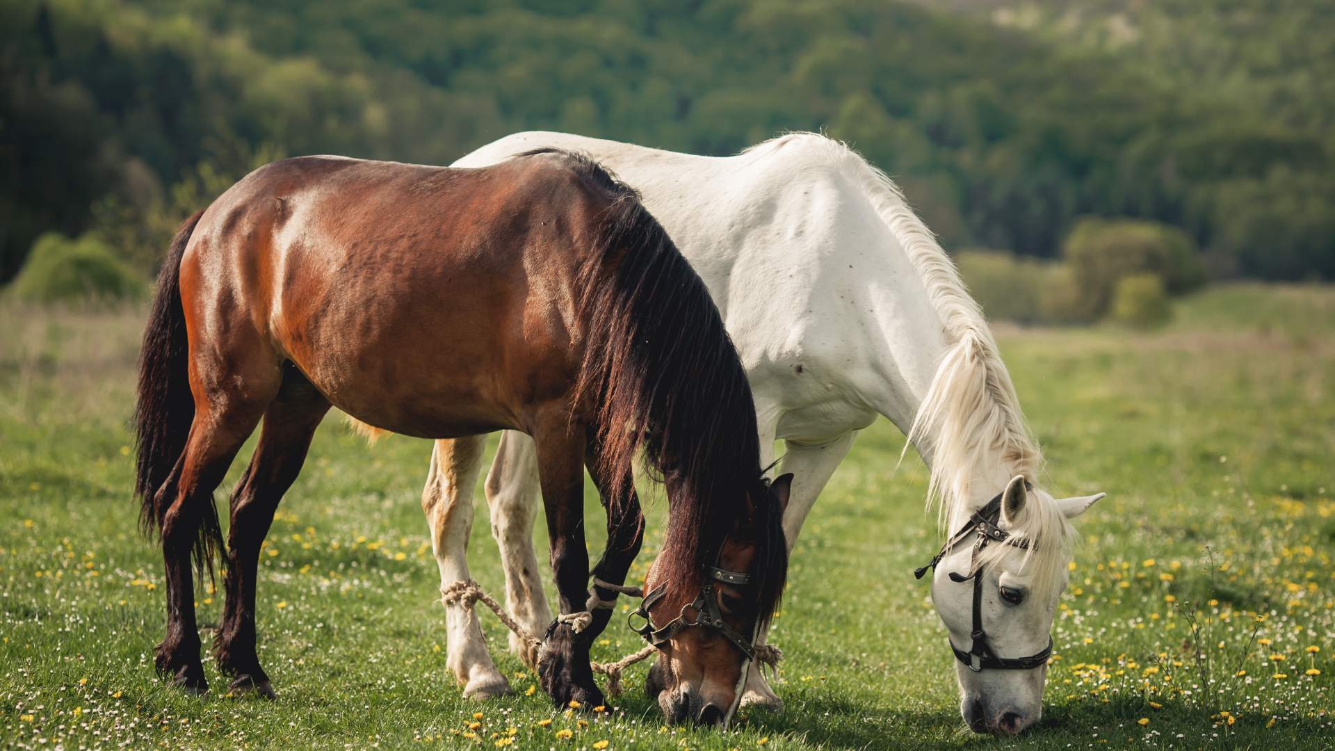 Uso de la Tomografía Computarizada en la planificación quirúrgica en ortopedia equina