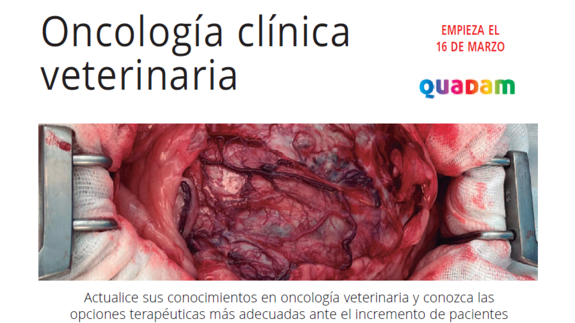 Curso de Oncología clínica Veterinaria en perros y gatos