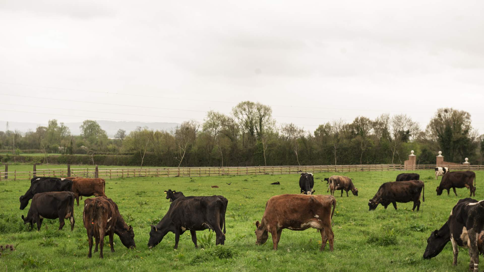 Lesiones de interés en ganado vacuno: del diagnóstico en la explotación al hallazgo en el matadero
