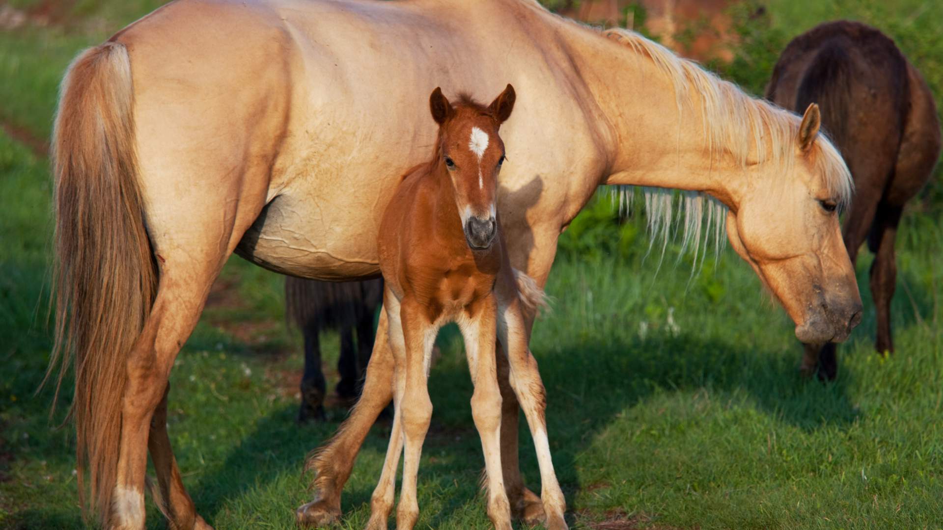 ¿Por qué mi yegua no se quedó preñada?