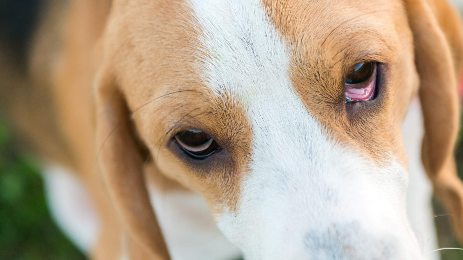 Uso de colirios en la consulta diaria y sus aplicaciones
