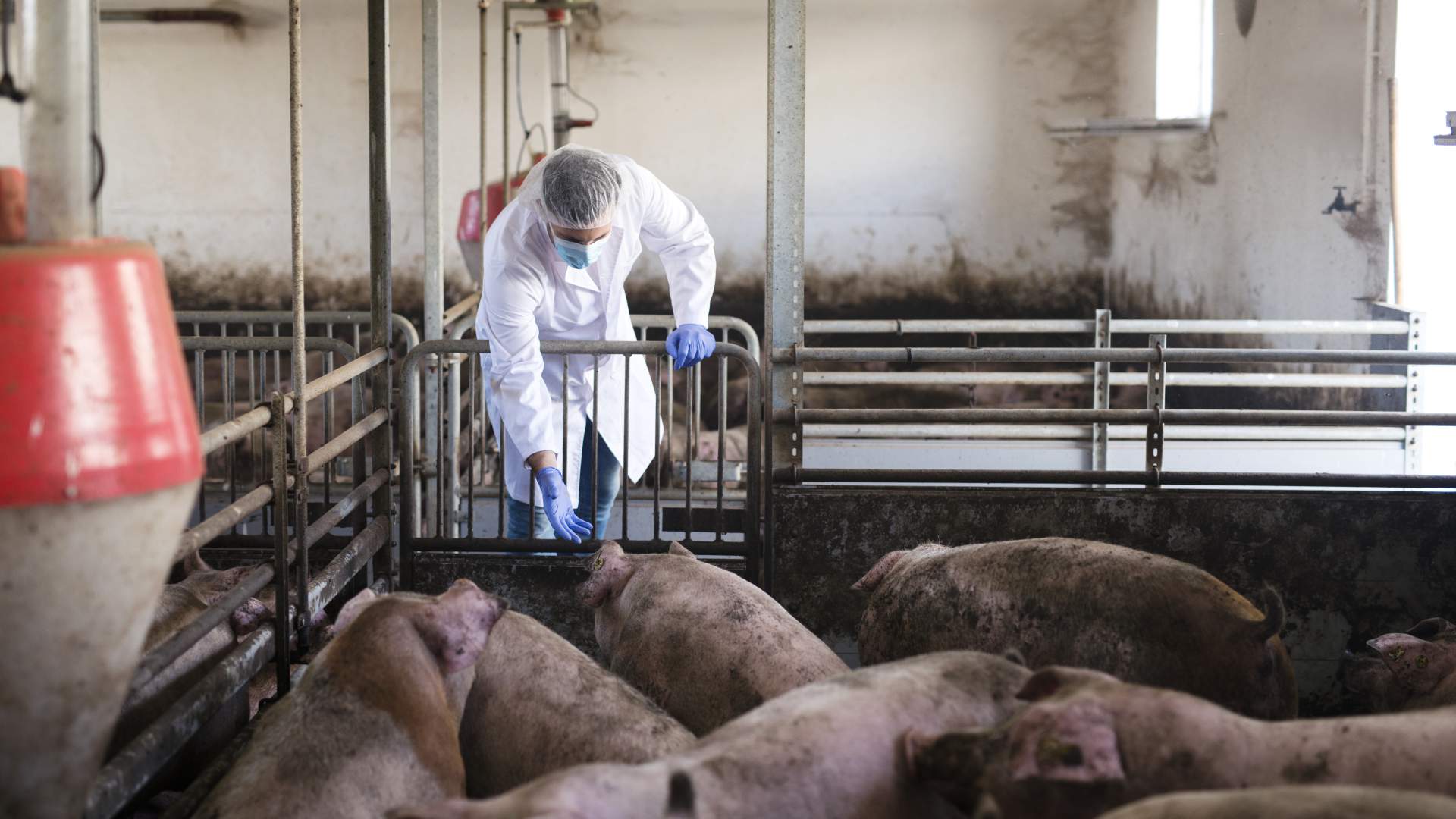 Módulo Porcino del curso de Agentes certificadores