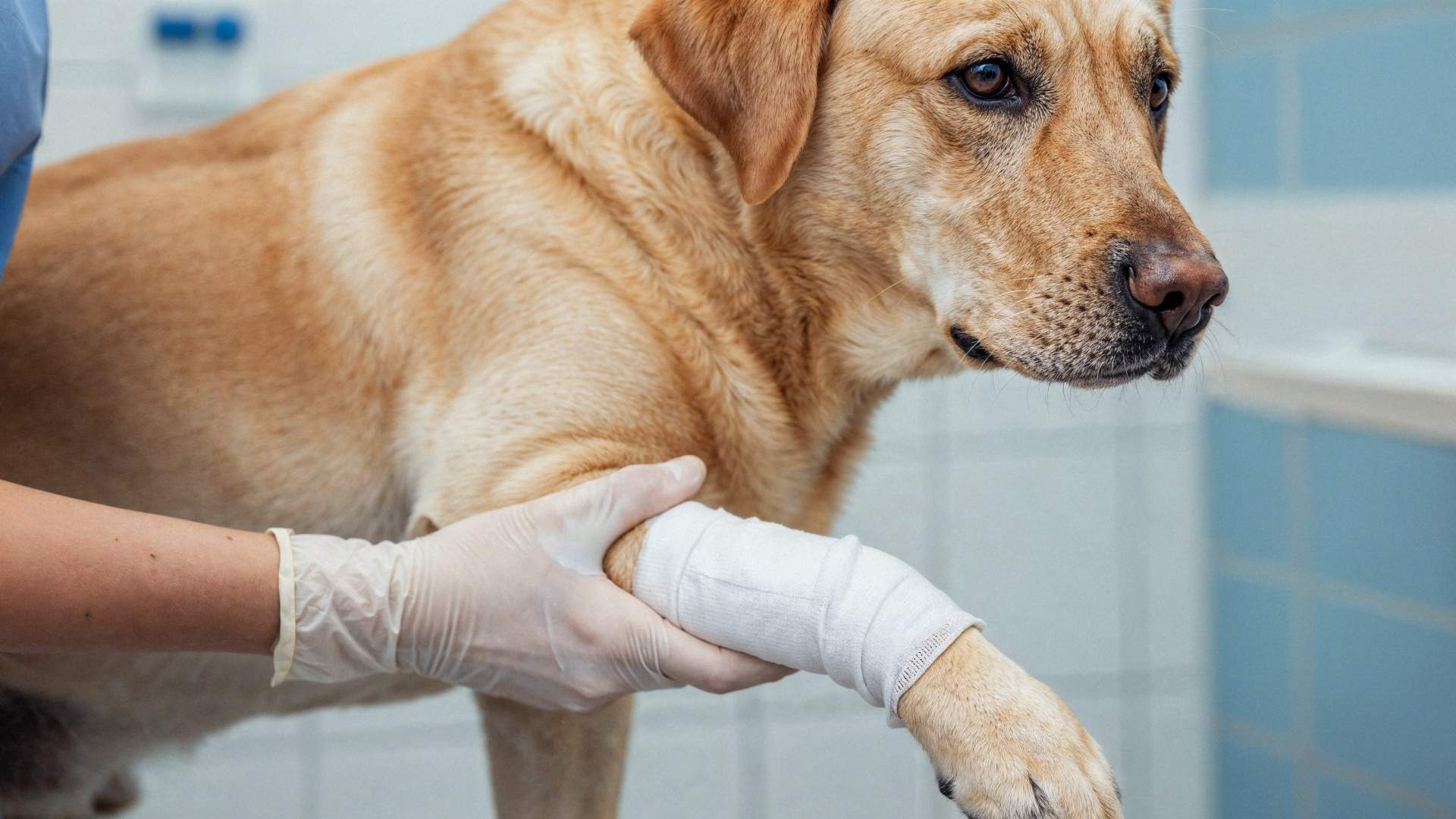 Com manejar ferides complicades? Comprendre, no danyar i potenciar